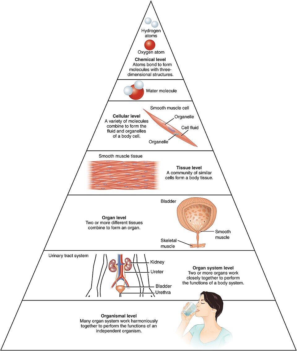 Diagram of the levels of body organization, from atoms to a whole person
