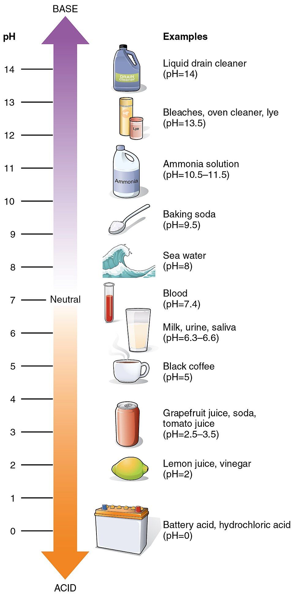 Diagram of the pH scale from acidic to basic