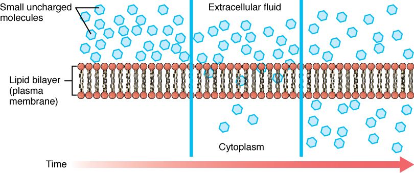 Drawing of the ways things cross the cell membrane, with and without energy
