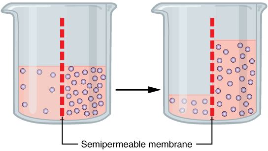 Tonicity — Osmosis & the Cell reference figure