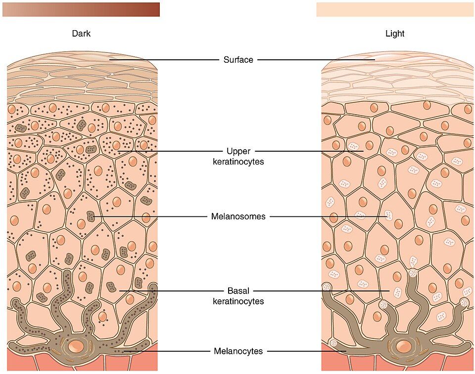 A melanocyte passing melanin to nearby skin cells