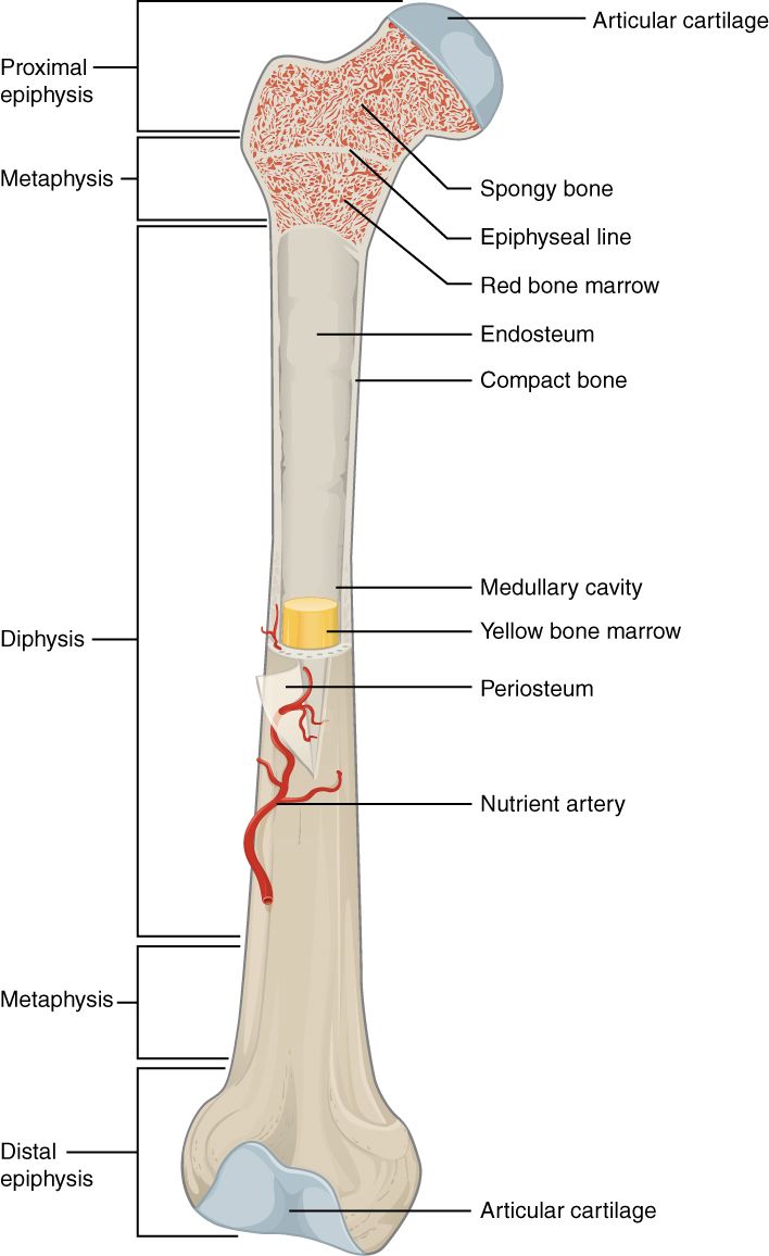 A long bone cut open to show its parts