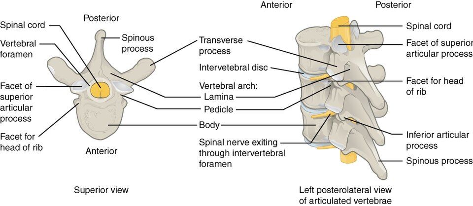 A Typical Vertebra reference figure