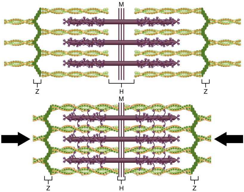 Sliding filament model reference figure, relaxed versus contracted sarcomere