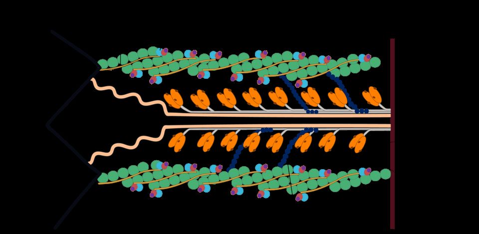 Sarcomere structure reference figure with thick and thin filaments