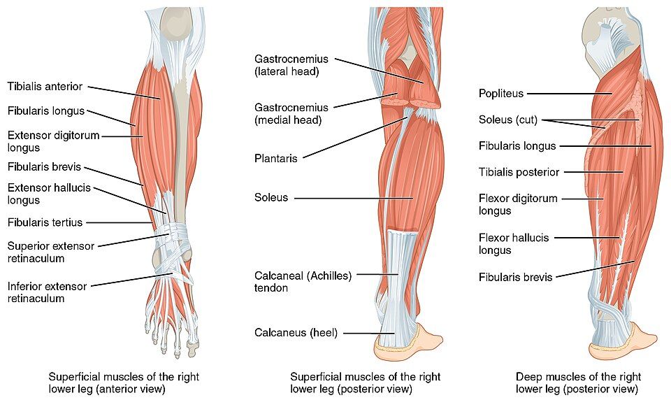 Drawing of the muscles of the hip, thigh, and leg