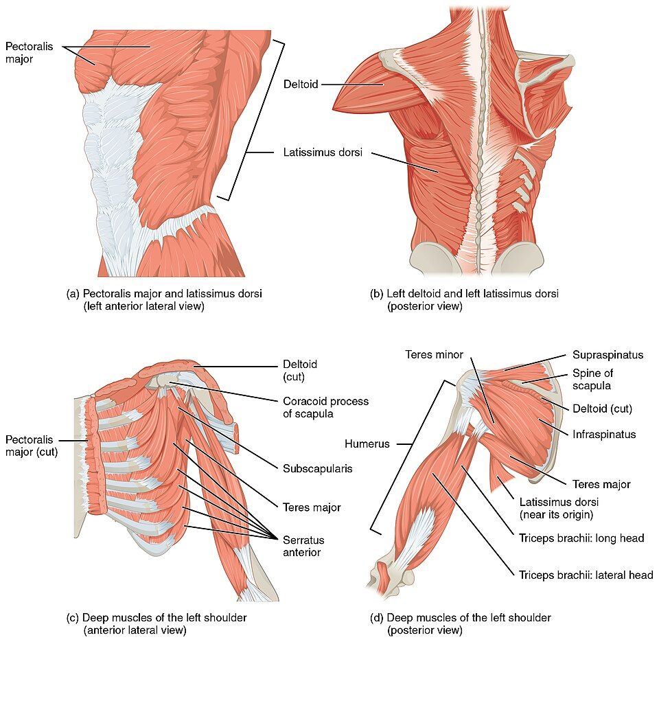 Chart of the clues used to name skeletal muscles
