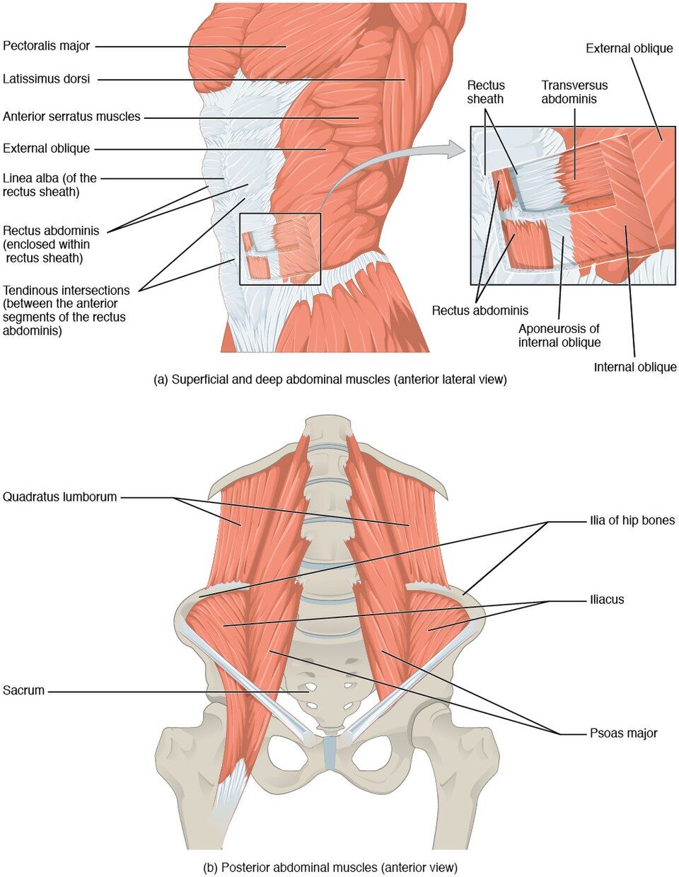 Drawing of the muscles of the trunk and belly wall