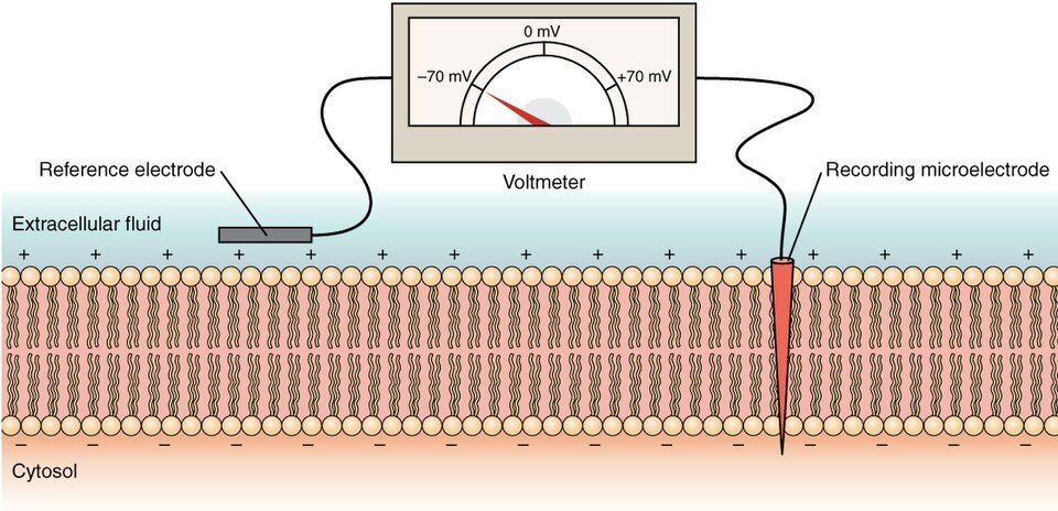 Diagram of the ions and channels that set the resting membrane potential