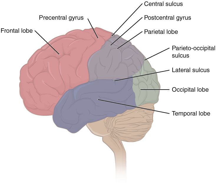 The four lobes of the brain
