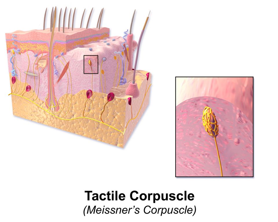 Touch receptors in the skin