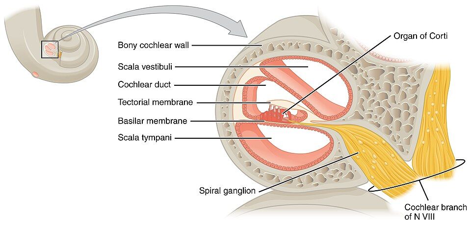 The Ear reference figure