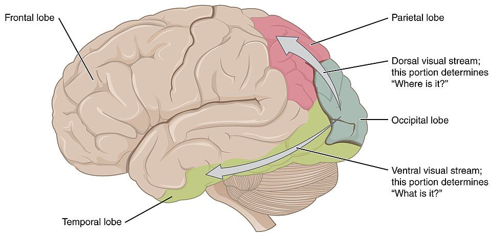 The Visual Pathway reference figure