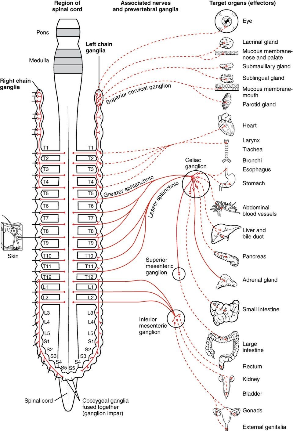 Sympathetic chain ganglia and ganglia in front of the spine, with their nerve paths
