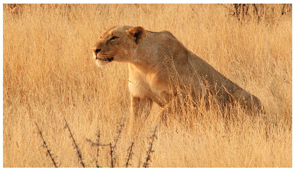 A lioness sneaking through dry grass