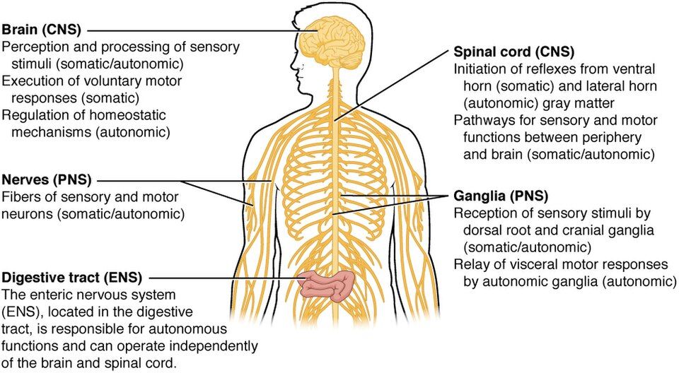 Somatic vs Autonomic reference figure
