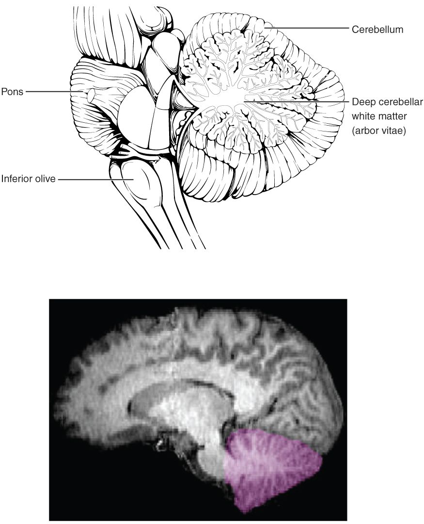 The cerebellum at the back of the brain