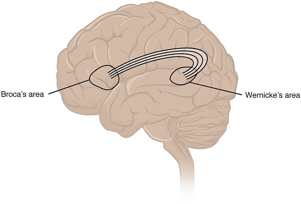 Broca and Wernicke language areas on the side of the brain