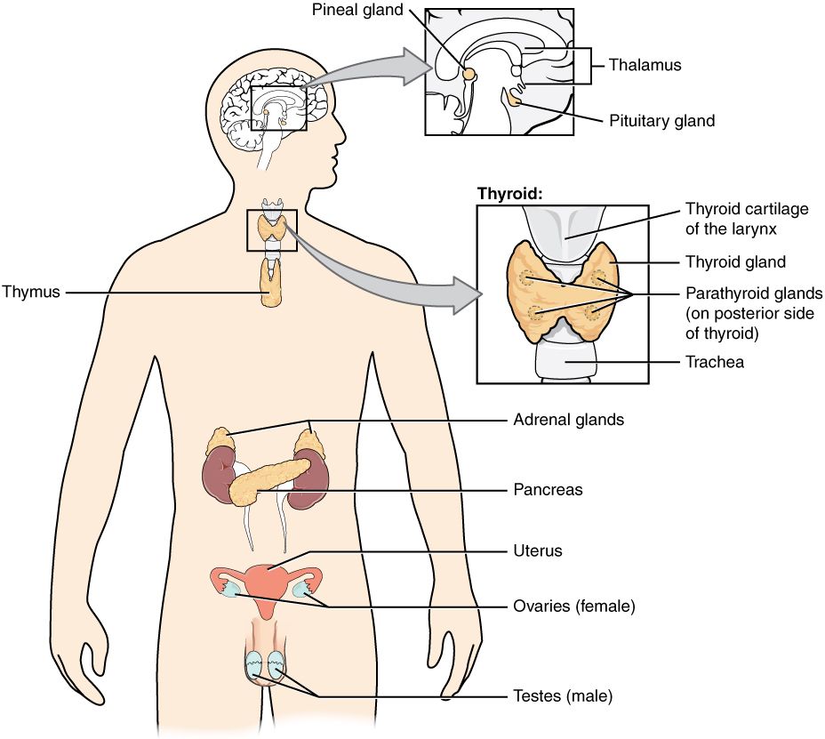 Reference figure of the main endocrine glands in the body