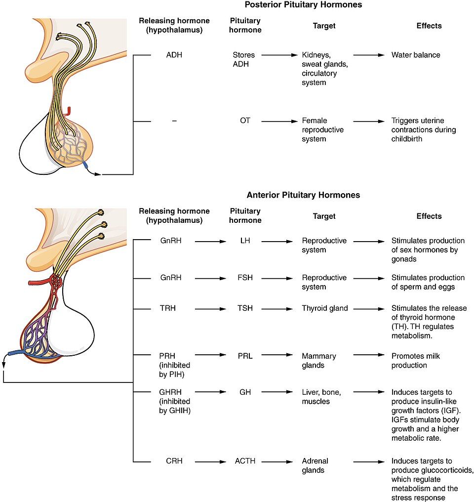 Reference figure of the hypothalamus and pituitary gland with front and back lobe hormones