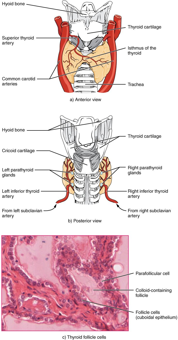 Reference figure of the hypothalamus, pituitary, and thyroid feedback loop