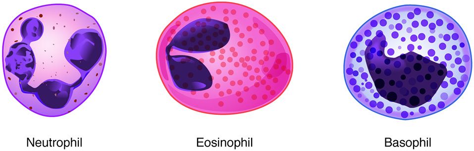 Reference figure of the blood cell family tree