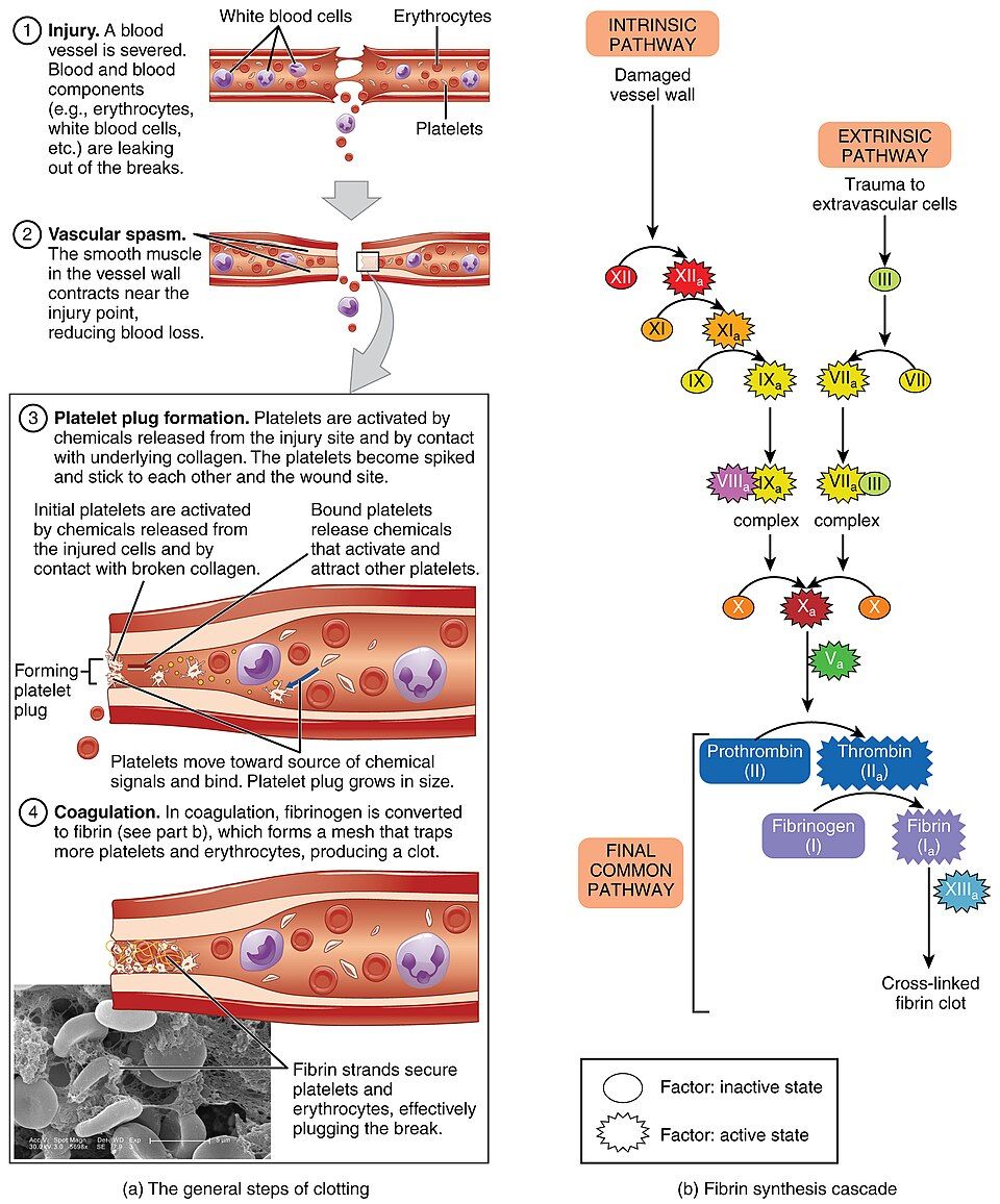Reference figure of the steps of hemostasis and the clotting chain
