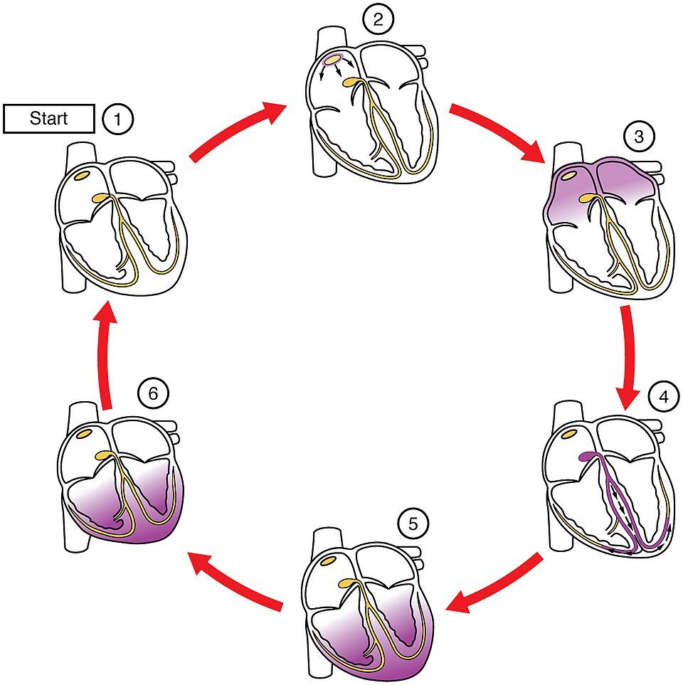 The Conduction System reference figure