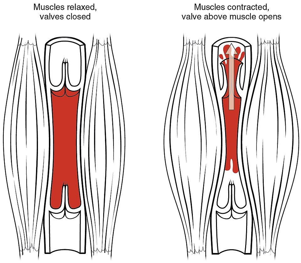 Venous Return reference figure
