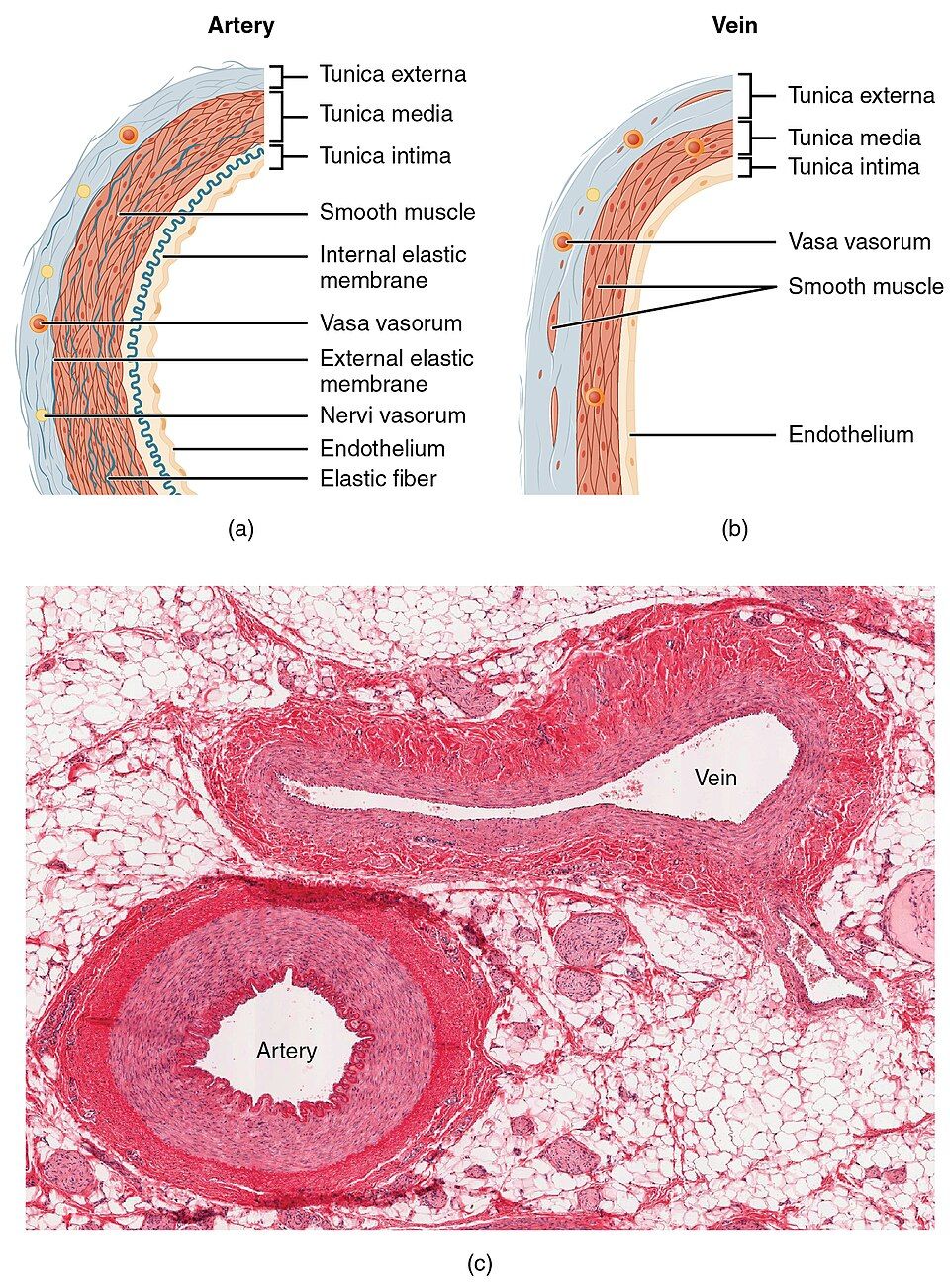 An artery, a vein, and a capillary side by side