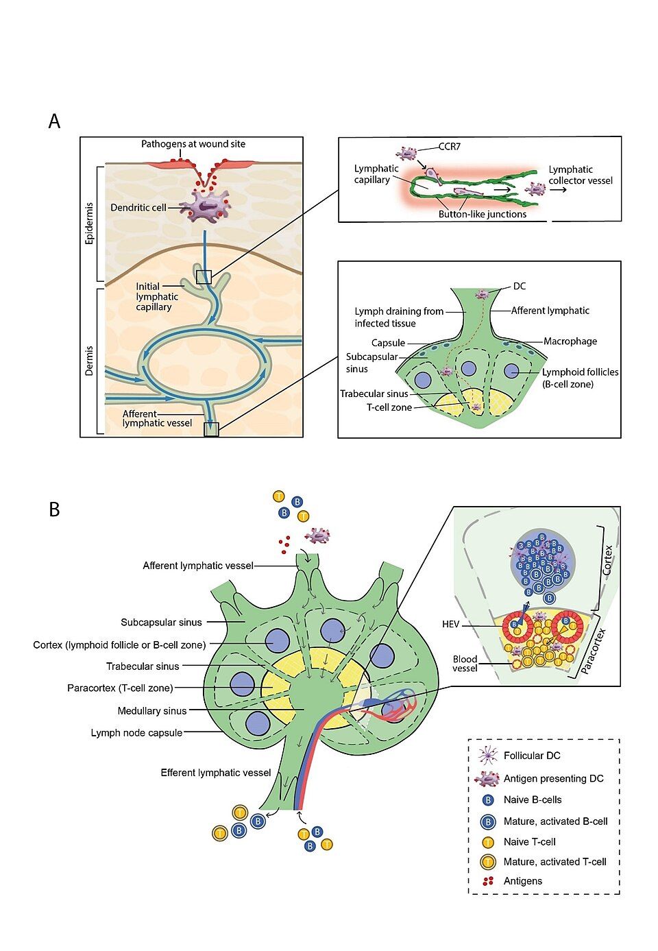 Active and passive, natural and artificial immunity