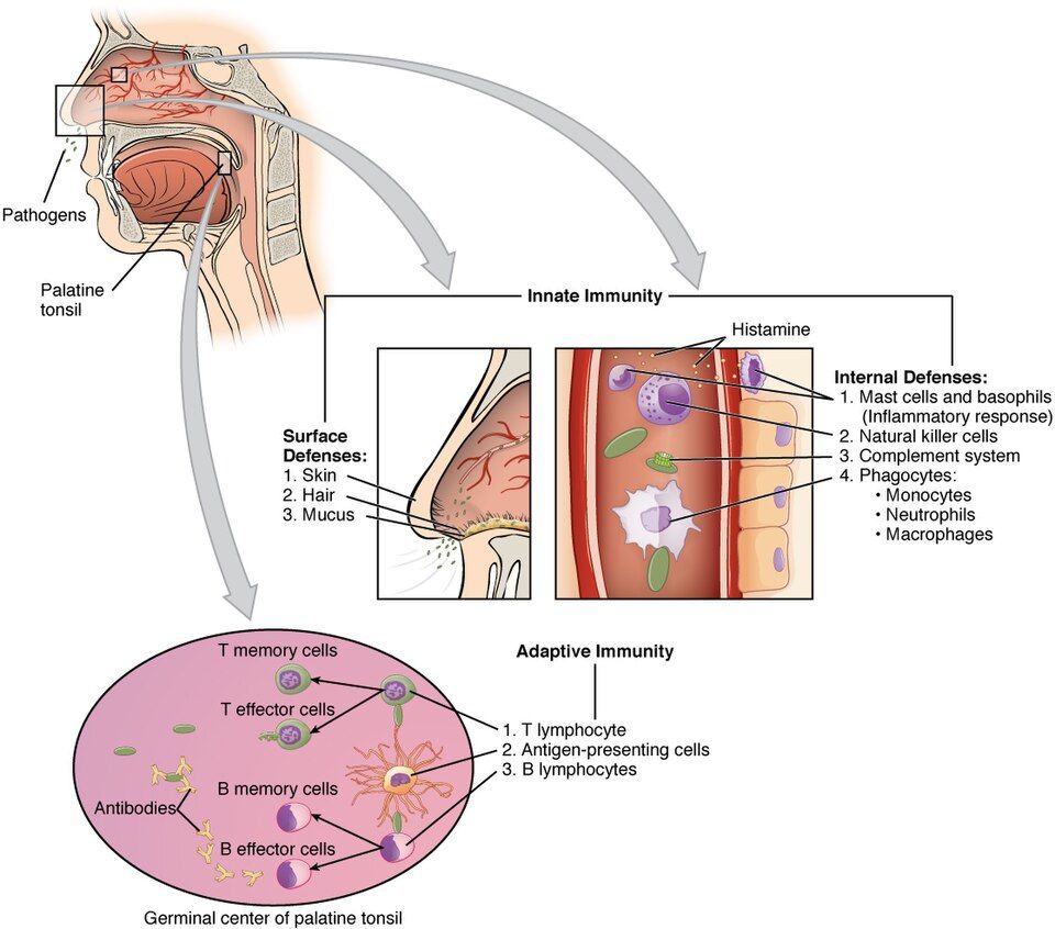 The three lines of immune defense