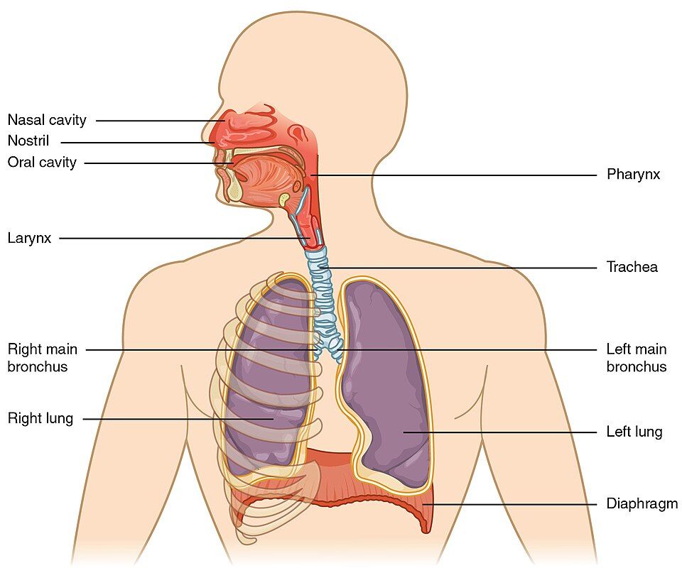 The organs of the respiratory tract
