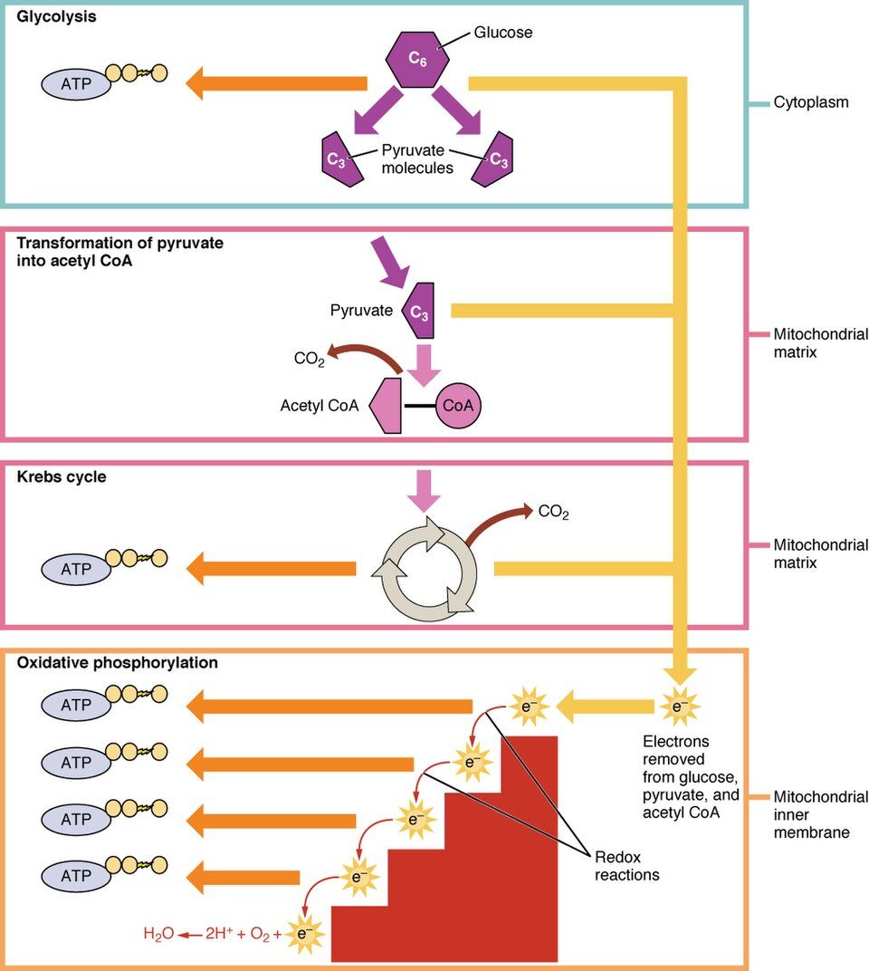Cellular Respiration reference figure