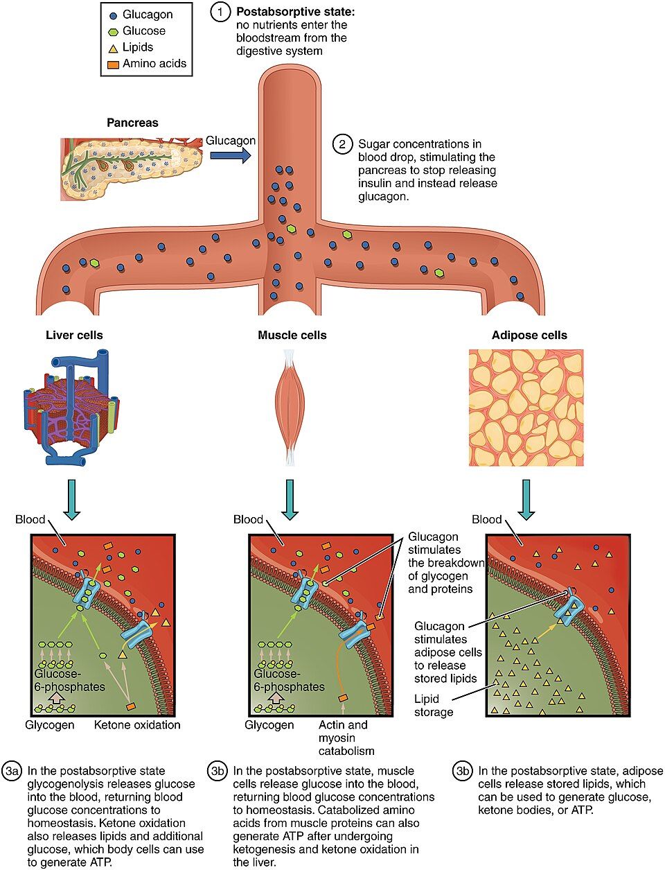 Drawing of the fasting metabolic state