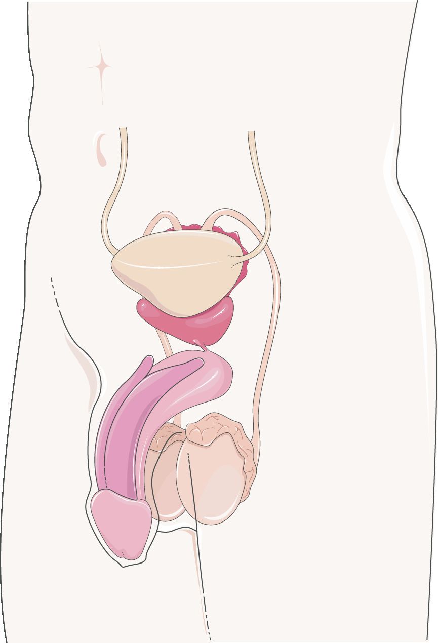 Drawing of the male reproductive organs