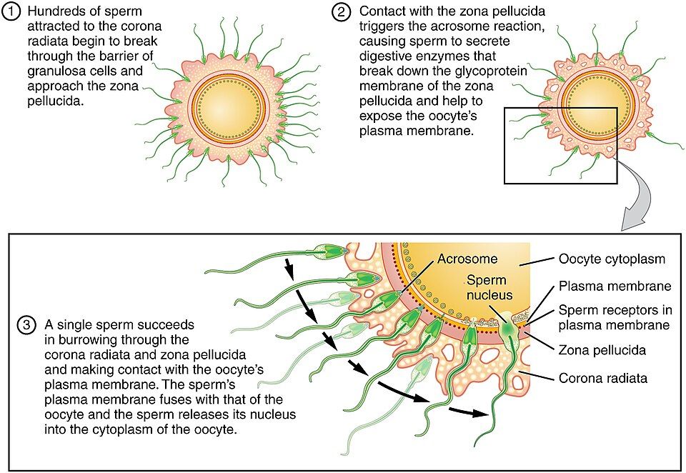 Diagram of a sperm passing through the coats of the egg