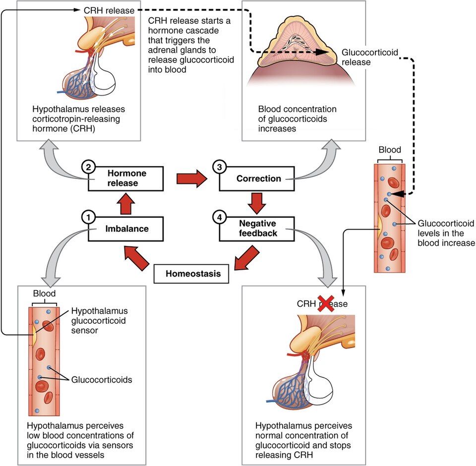 Homeostasis negative feedback loop reference figure