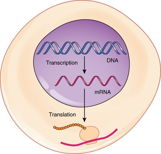 Transcription and translation reference figure