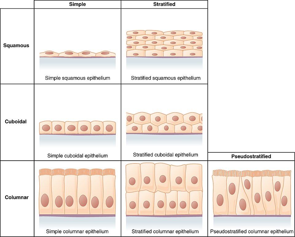 Classifying epithelial tissue reference figure