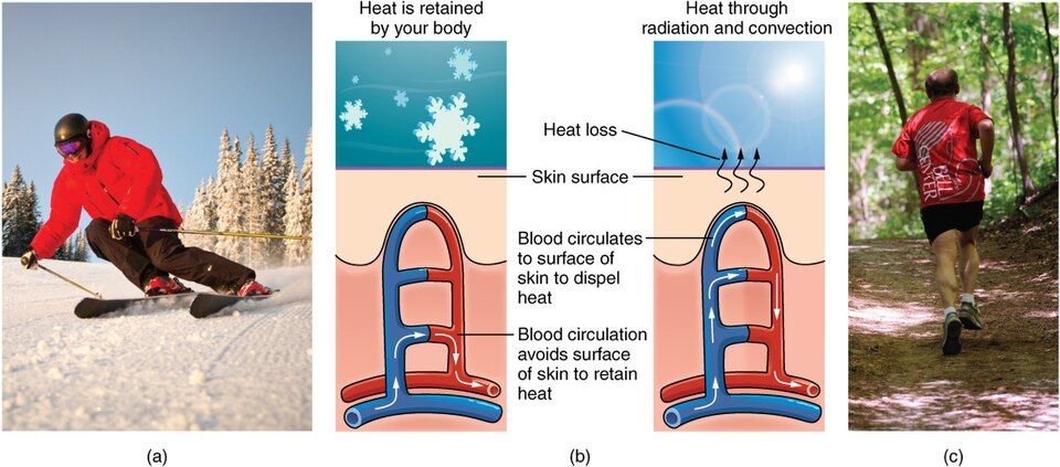 Functions of the skin reference figure