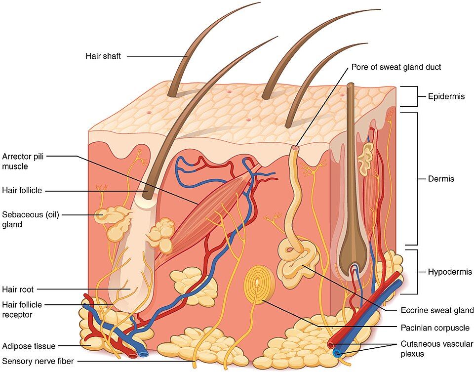 Layers of the skin reference figure
