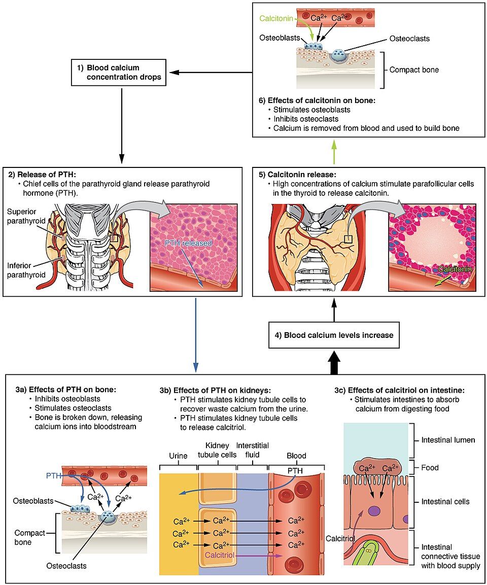 Calcium homeostasis regulated by PTH and calcitonin reference figure