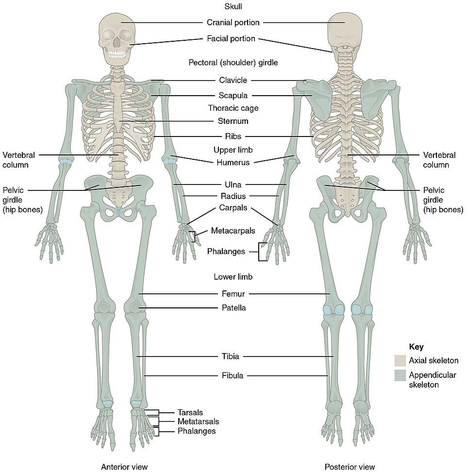 Axial and appendicular skeleton reference figure