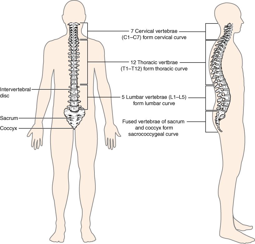 The vertebral column and its regions reference figure
