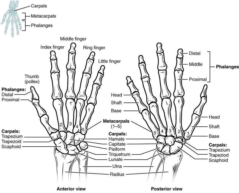 The hand and wrist reference figure