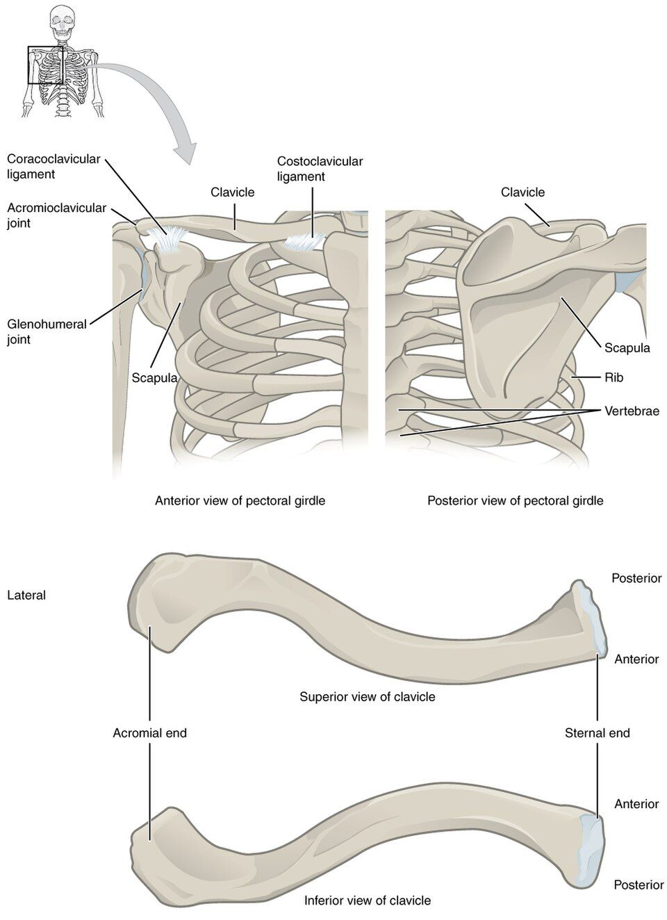 The pectoral girdle reference figure