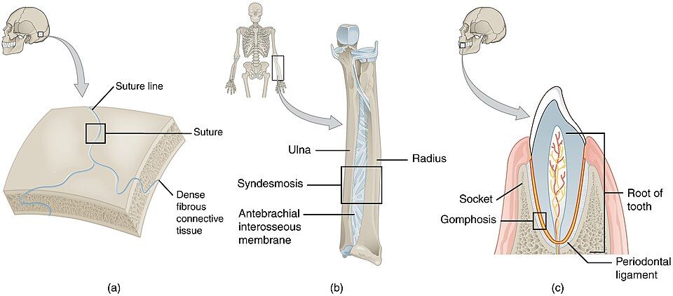 Fibrous and cartilaginous joints reference figure