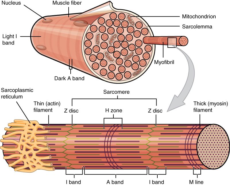 Muscle fiber structure and fiber-type reference figure
