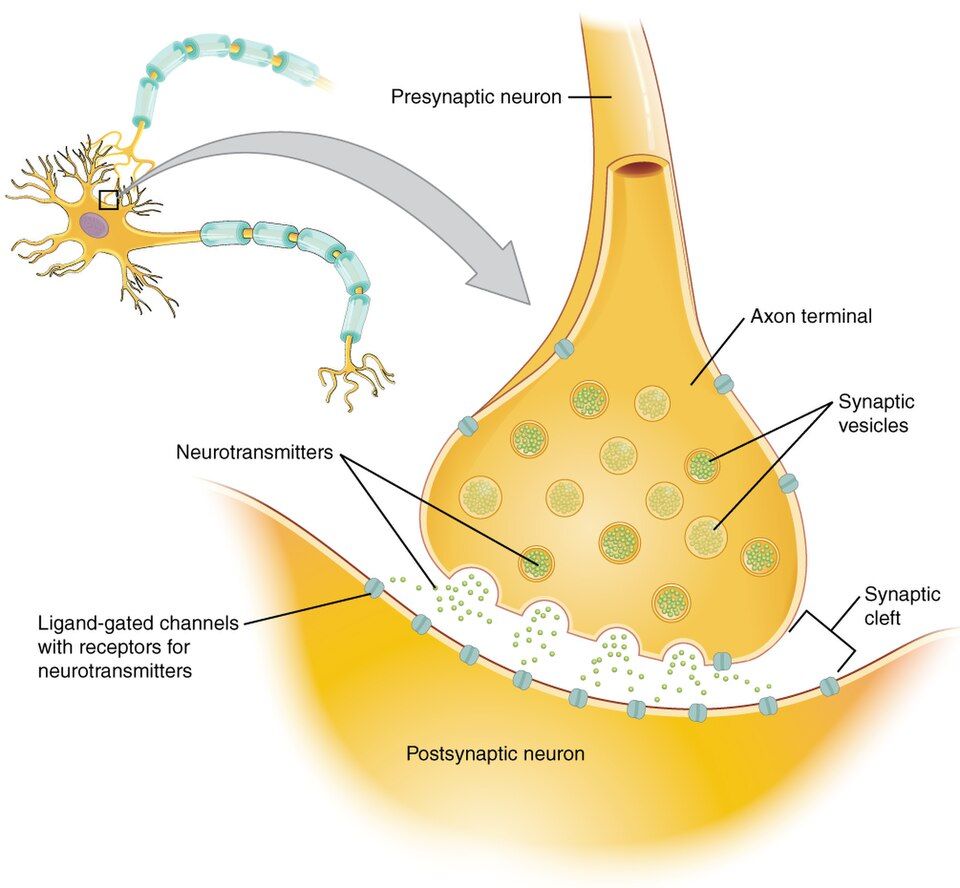 The chemical synapse reference figure